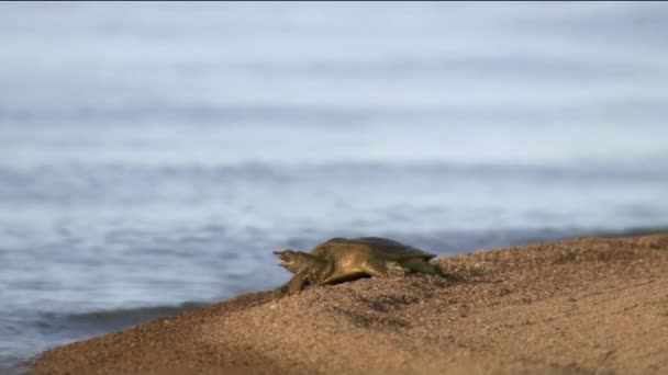 Die chinesische Trionyx (Pelodiscus sinensis) ist eine Süßwasserschildkröte, ein Mitglied der Familie der dreibeinigen Schildkröten, die in Asien weit verbreitet ist. In einigen asiatischen Ländern wird es als Nahrungsmittel konsumiert — Stockvideo
