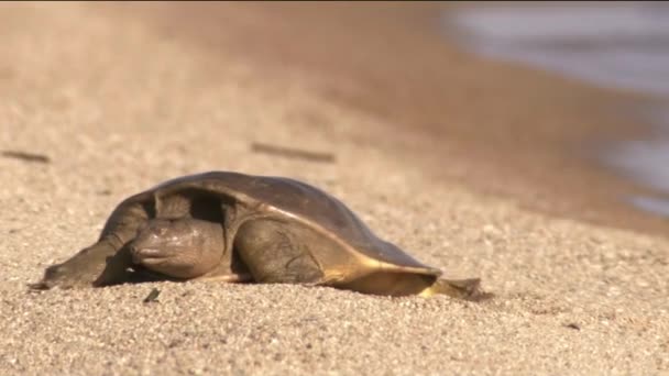 Il trionice cinese (Pelodiscus sinensis) è una tartaruga d'acqua dolce, un membro della famiglia delle tartarughe a tre zampe, ampiamente distribuita in Asia. In alcuni paesi asiatici, viene consumato per il cibo. — Video Stock