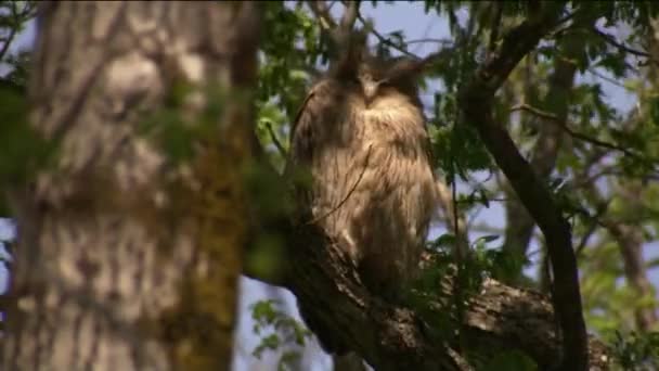 Büyük gri baykuş (Strix nebulosa) dünyanın en büyük baykuş türüdür. Kuzey yarımküreye dağıtılmıştır. Bazı bölgelerde buna Kuzey 'in Hayaleti, Laponya baykuşu da denir. — Stok video