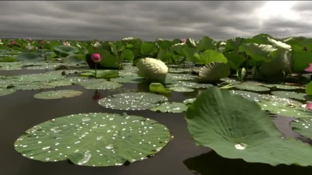 El loto blanco se abre por la mañana. Imágenes de lapso de tiempo de flor de loto de agua blanca. Loto floreciendo en el estanque está rodeado de hojas — Vídeos de Stock
