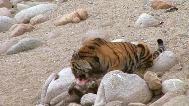 The Amur or Ussuri tiger, or the Far Eastern tiger (Lat. Panthera tigris altaica) is a subspecies of the tiger, the northernmost tiger. Listed in the Red Book — Stock Video