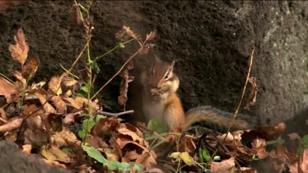 Esquilos siberianos (Lat. Tamias sibiricus (em inglês). Os esquilos incluem 25 espécies, a maioria das quais vive na América do Norte, exceto por uma espécie eurasiana o esquilo siberiano.. — Vídeo de Stock