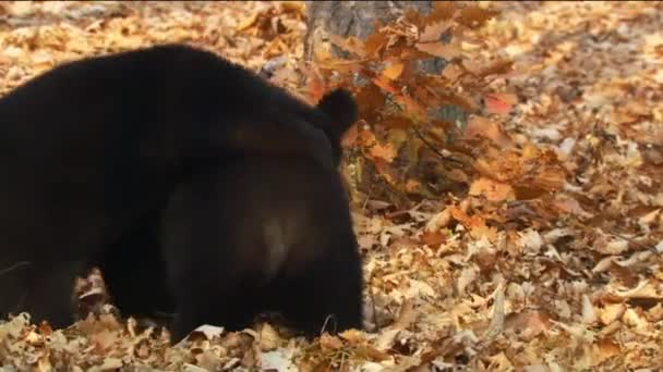 Urso do Himalaia. Há sempre uma mancha branca, às vezes amarelada, em forma de V no peito; assemelha-se a uma lua crescente, e é por isso que o urso do Himalaia é chamado de "urso da lua".". — Vídeo de Stock