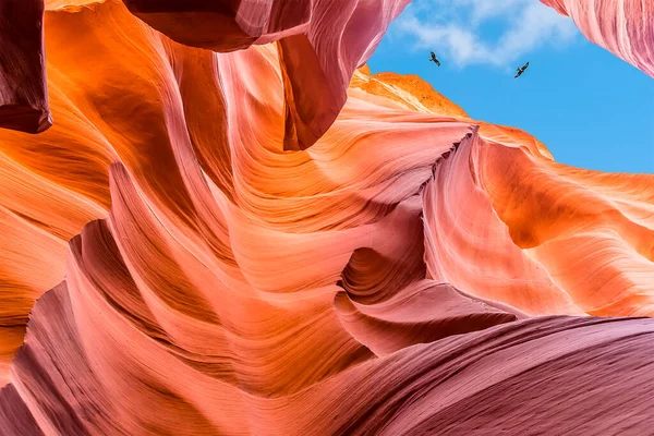 Aves Voam Acima Antelope Canyon Page Arizona Durante Primavera — Fotografia de Stock