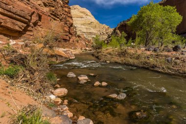 Capital Resifi Ulusal Parkı 'ndaki Hickman Köprüsü' ne yakın kırsal kesimden bir dere akıyor.