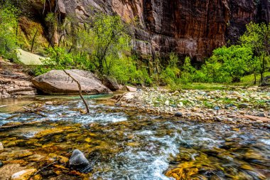Baharda Utah, Zion Ulusal Parkı 'ndaki Narrows' a yaklaşan Virgin Nehri.