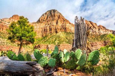 Baharda Utah, Zion Ulusal Parkı 'nda Bekçi Dağı zemin zemin zemininde Kaktüsü