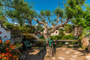 Alberobello kasabasında güzel bir ağaç, Bari, ismi 