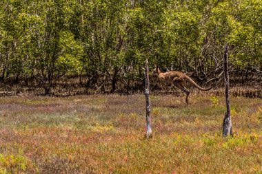 A Kangaroo darts through the undergrowth in Coombabah Lake Reserve, Queensland clipart