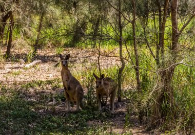 Two kangaroos in the bush poised and alert in Coombabah Lake Reserve, Queensland clipart