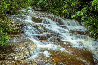 Springbrook Ulusal Parkı, Queensland, Avustralya 'da yoğun bir yaz yağmurundan sonra bir dere canlanıyor.