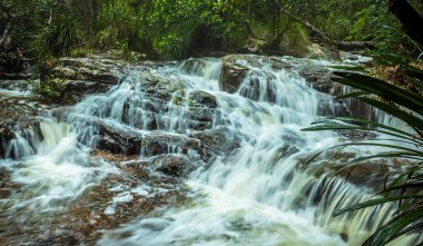 Springbrook Ulusal Parkı, Queensland, Avustralya 'da uzun süre rüya gören bir dere.