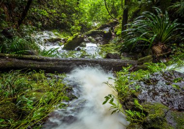 Queensland, Springbrook Ulusal Parkı 'ndaki dağın kenarına doğru bir dere taşar ve oradan ormana dökülür.