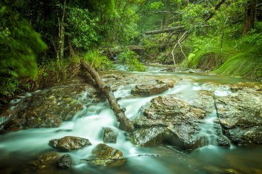 Springbrook Ulusal Parkı 'nda, Queensland' da rüya gibi bir dere yükseliyor.