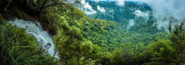 Goomoolahra Şelaleleri 'nin panoramik manzarası ve Springbrook Ulusal Parkı, Queensland' daki yağmur ormanları tepe örtüsü