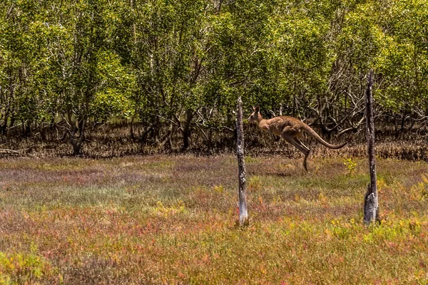 昆士兰州Coombabah湖畔的灌木丛中 一只袋鼠飞奔而过 — 图库照片