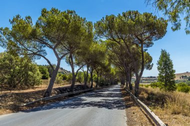 Antik Sicilya şehri Agrigento 'nun kalıntılarının bulunduğu tepenin altındaki yolda ağaçlardan oluşan bir sütun.