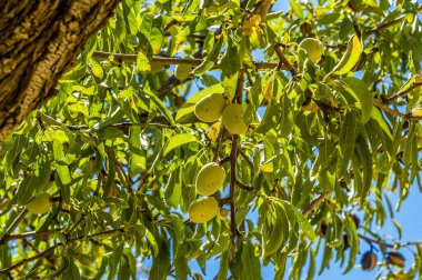 Yazın antik Sicilya şehri Agrigento 'da bir ağaçtaki badem meyvesi