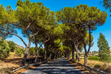 Yazın antik Sicilya şehri Agrigento 'nun altında bir ağaç bulvarı.