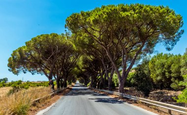 Yazın antik Sicilya şehri Agrigento 'nun altında şemsiye ağaçlarından oluşan bir bulvar.