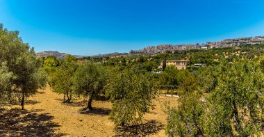 Antik Sicilya şehri Agrigento 'dan yazları modern yerleşim alanına doğru bir zeytin koruluğu manzarası.