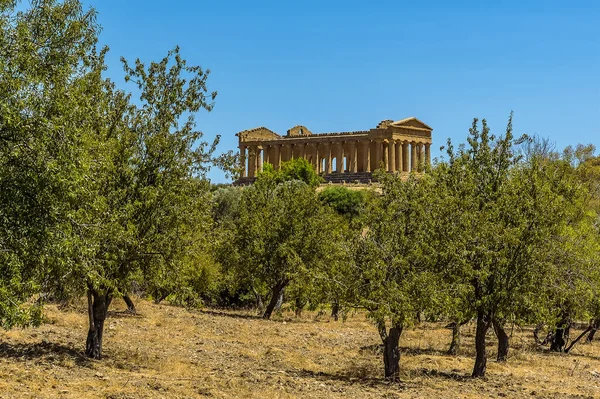 Templo Concordia Antigua Ciudad Siciliana Agrigento Visto Desde Olivar Verano — Foto de Stock