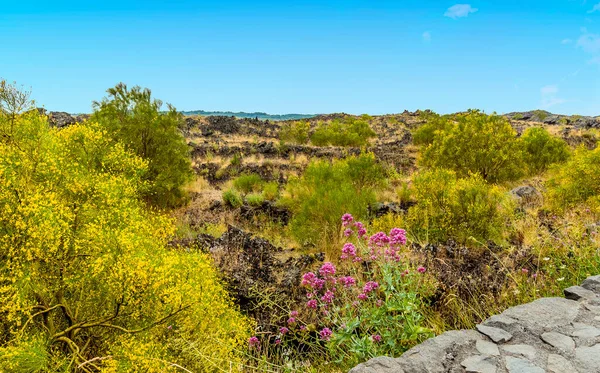 Ett Gammalt Lavaflöde Syns Precis Den Rikliga Nya Vegetationen Etna — Stockfoto