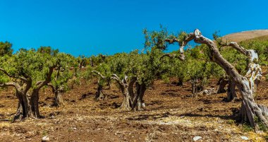 Yazın Sicilya 'daki Madonie Dağları' ndaki antik bir zeytin korusuna yakın çekim.