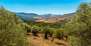 Madonie Dağları 'ndan Sicilya' ya bir zeytin koruluğundan aşağıdaki vadiye yazın bir manzara.