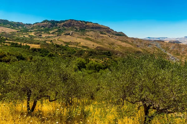 Utsikt Mot Polizzi Generosa Madonie Bergen Sicilien Bortom Olivlund Sommaren — Stockfoto