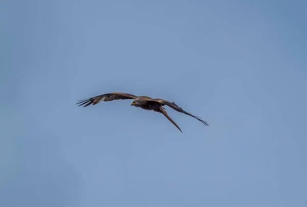 Red Kite Bird Prey Flying Overhead Geddington Summer — Stock Photo, Image