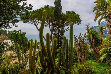Capri, İtalya 'daki Capri adasında yemyeşil kaktüsler