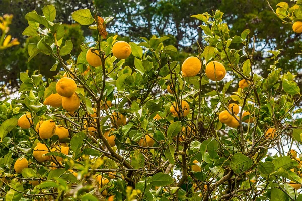 Una Vista Limones Creciendo Isla Capri Italia —  Fotos de Stock
