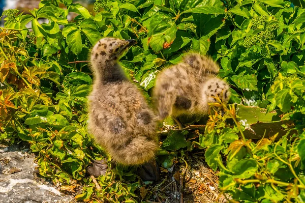 Dvě Roztomilá Mláďata Racka Hnízdě Výhledem Výběžek Kostela Svatého Petra — Stock fotografie