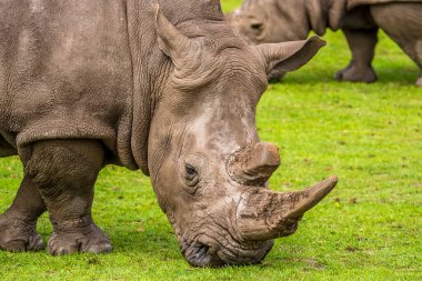Baskın bir gergedanın kafasının yakın çekimi bir sürünün önünde otlayan beyaz gergedan