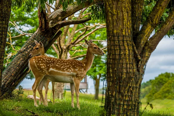 Ett Par White Tailed Deer Stå Alert Bland Träden — Stockfoto