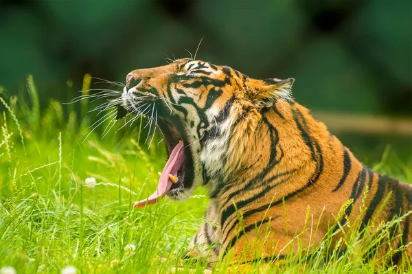 Ein Bengalischer Tiger Brüllt Eine Warnung Aus Dem Langen Gras — Stockfoto