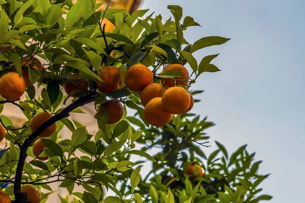 Naranjas Sobre Árbol Las Calles Spezia Italia Verano —  Fotos de Stock