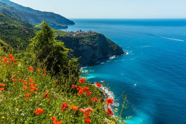 Gelincikler yazın Corniglia 'daki Cinque Terre köyüne doğru giden sahil yolunda kuyruğa girerler.