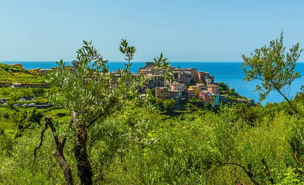 View Trees Village Corniglia Italy Summertime — Stock Photo, Image