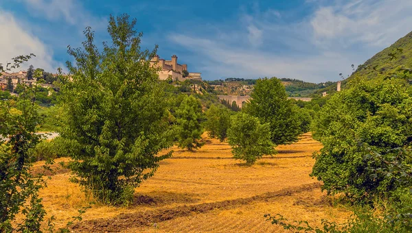 夏にはイタリアのスポルエトにあるタワーブリッジと丘の上の要塞に向かってオリーブの森を眺めます — ストック写真