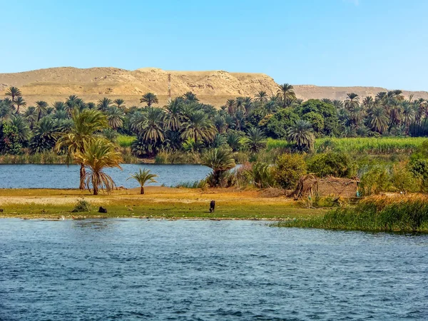 여름에 이집트 룩소르 근처에 야자나무와 과경계를 이루는 나일강의 — 스톡 사진