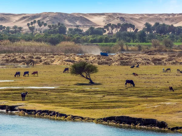 Terra Fértil Que Faz Fronteira Com Rio Nilo Lugar Deserto — Fotografia de Stock