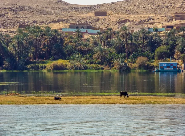 Nil Nehri 'nin karşısındaki bereketli ve yerleşik bir şerit. Yazın Mısır' da nehrin kenarında.