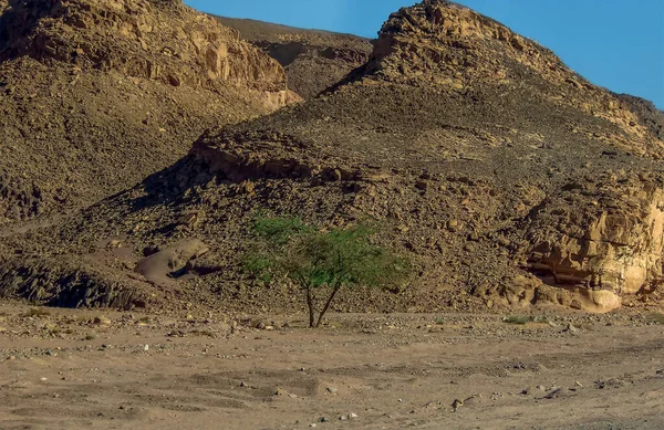 Ένα Μοναχικό Δέντρο Acacia Στην Έρημο Σινά Κοντά Nuweiba Αίγυπτος — Φωτογραφία Αρχείου