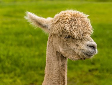 Uzun boyunlu, yeni kırpılmış, kayısı renginde bir Alpaca, Charnwood Ormanı 'nda bir bahar günü, yüz odaklı ve bulanık arkaplan ile çekilen