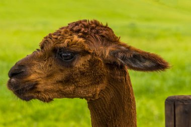 Bir bahar günü Charnwood Ormanı 'nda kahverengi renkli bir Alpaca' nın yan görüntüsü, yüz odaklı ve bulanık arkaplan ile çekiliyor.