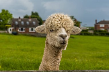 Yakın zamanda kırpılmış, kayısı renginde bir Alpaca, İngiltere 'nin Charnwood Ormanı' ndaki çitin üzerinden bir bahar günü, yüz odaklı ve bulanık arka planla çekilmiş.