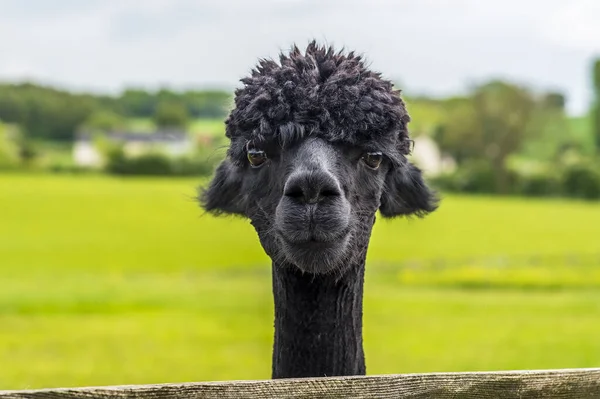 Friendly Recently Sheared Black Coloured Alpaca Charnwood Forest Spring Day — Stock Photo, Image