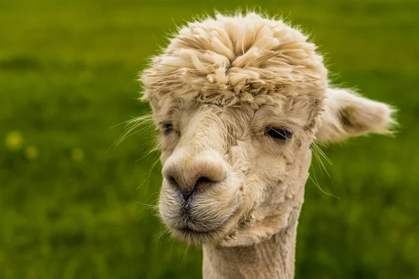 Een Close Gezichtsopname Van Een Recent Geschoren Abrikozenkleurige Alpaca Charnwood — Stockfoto